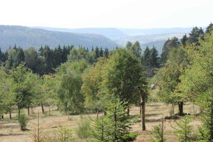 Gartenhaus - Dietzhaeuschen سوهل المظهر الخارجي الصورة